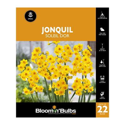 Picture of JONQUIL SOLEIL D OR 22PK