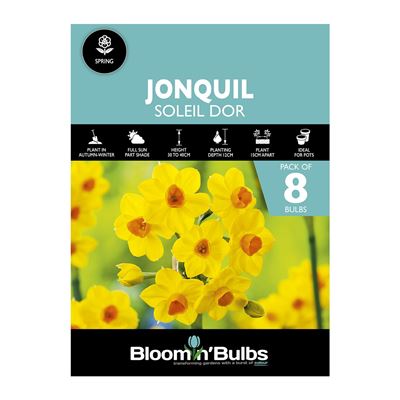 Picture of JONQUIL SOLEIL D OR 8pk