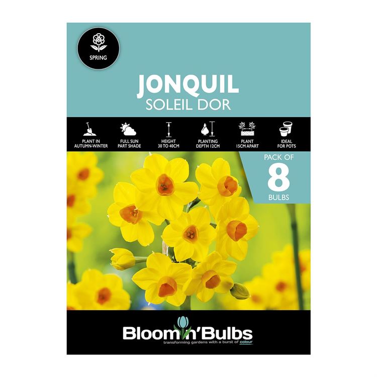 Picture of JONQUIL SOLEIL D OR 8pk