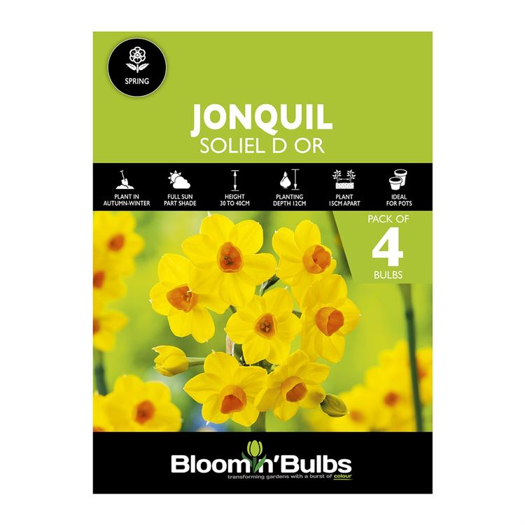 Picture of JONQUIL SOLIEL D OR 4PK