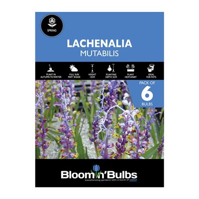 Picture of LACHENALIA MUTABILIS 6PK