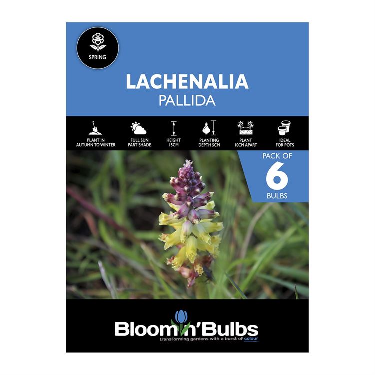 Picture of LACHENALIA PALLIDA 6PK