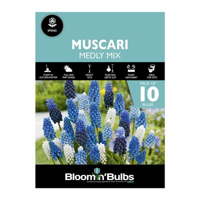 Picture of MUSCARI MEDLY MIXED 10pk