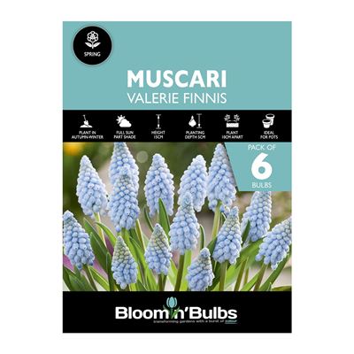 Picture of MUSCARI VALERIE FINNIS 6PK