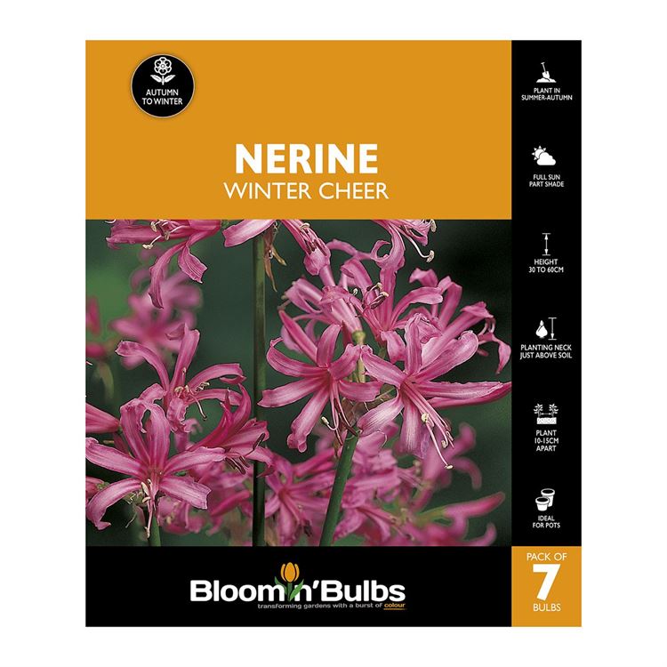 Picture of NERINE WINTER CHEER 7pk