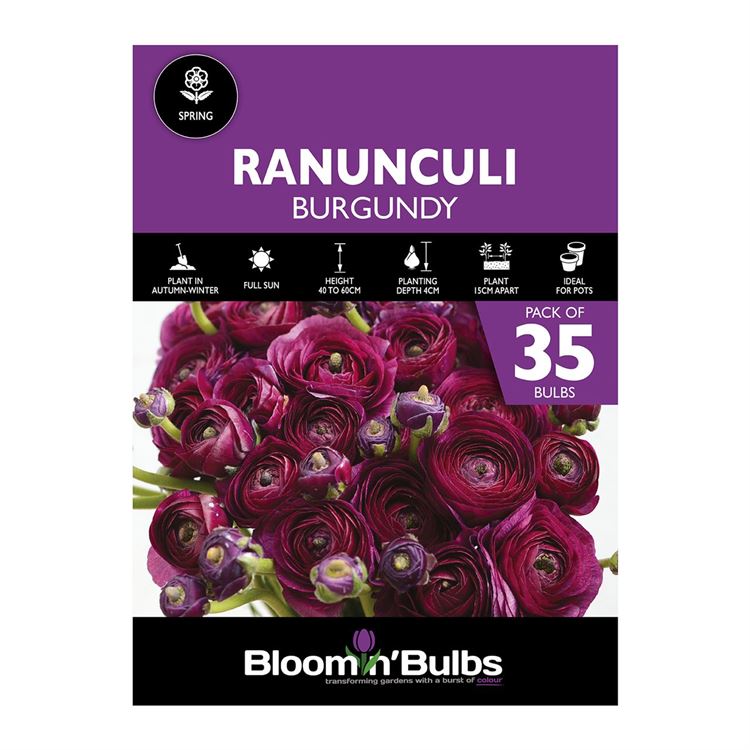 Picture of RANUNCULI BURGUNDY  35pk