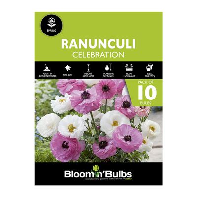Picture of RANUNCULI CELEBRATION 10PK