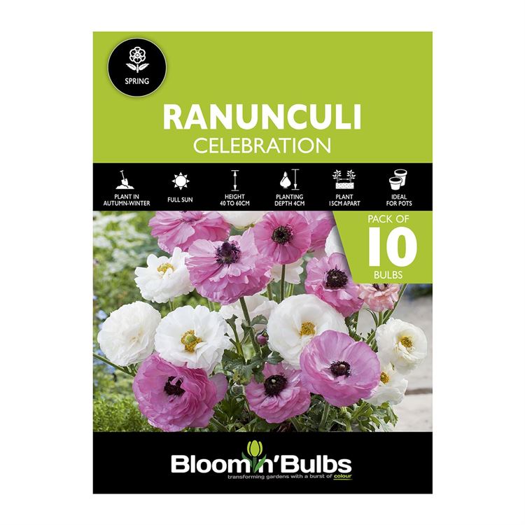 Picture of RANUNCULI CELEBRATION 10PK