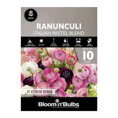 Picture of RANUNCULI ITALIAN PASTEL BLEND 10PK