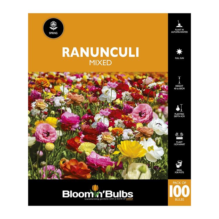 Picture of RANUNCULI MIXED 100PK