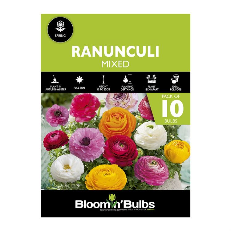 Picture of RANUNCULI MIXED 10PK