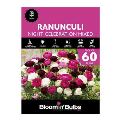 Picture of RANUNCULI NIGHT CELEBRATION MIXED 60pk