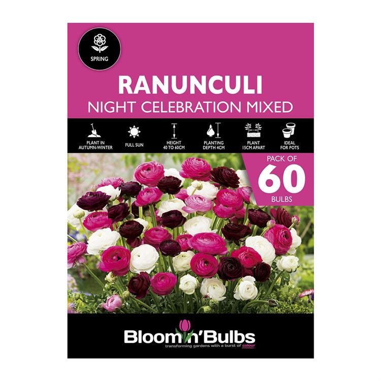 Picture of RANUNCULI NIGHT CELEBRATION MIXED 60pk