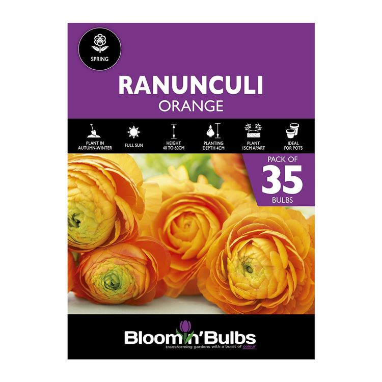 Picture of RANUNCULI ORANGE  35pk