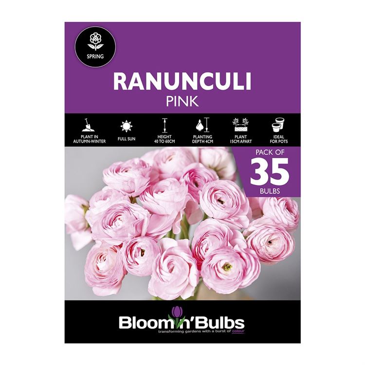 Picture of RANUNCULI PINK  35pk
