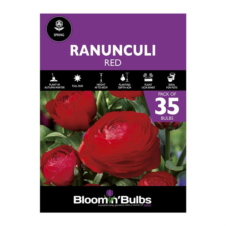 Picture of RANUNCULI RED  35pk