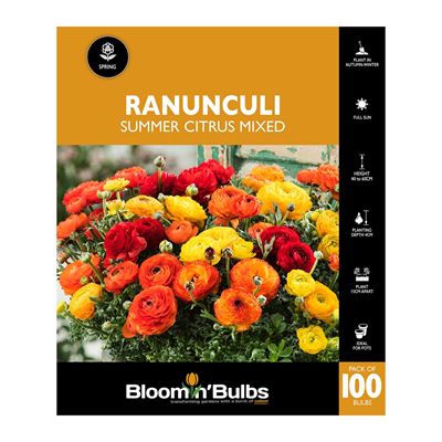 Picture of RANUNCULI SUMMER CITRUS MIXED 100PK