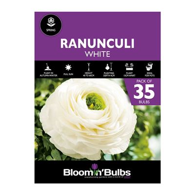 Picture of RANUNCULI WHITE  35pk