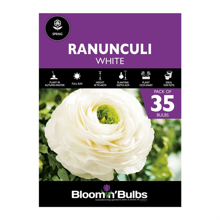 Picture of RANUNCULI WHITE  35pk