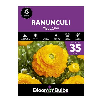 Picture of RANUNCULI YELLOW  35pk