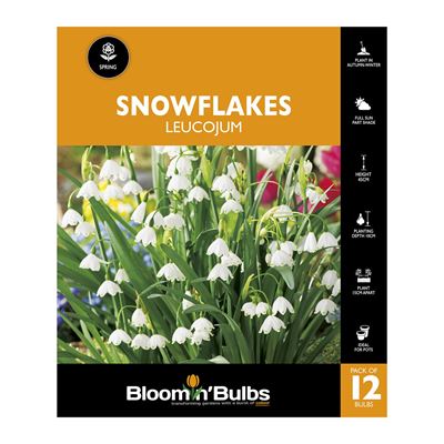Picture of SNOWFLAKES LEUCOJUM 12PK