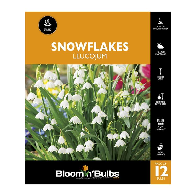 Picture of SNOWFLAKES LEUCOJUM 12PK