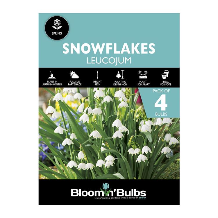 Picture of SNOWFLAKES LEUCOJUM 4pk