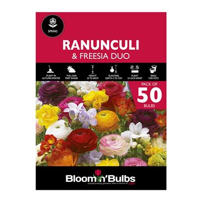 Picture of SPRING DUO - Ranunculi & Freesia 50pk
