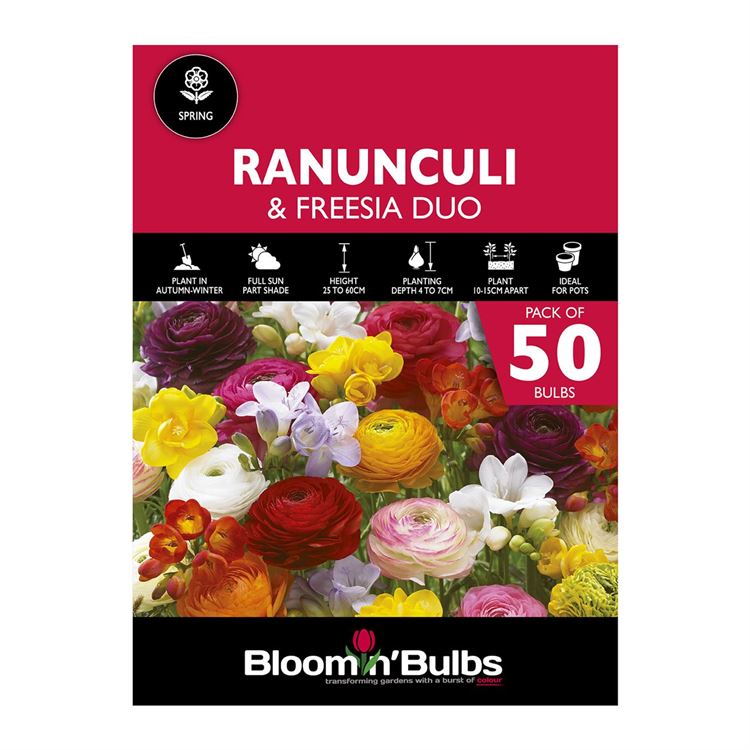 Picture of SPRING DUO - Ranunculi & Freesia 50pk