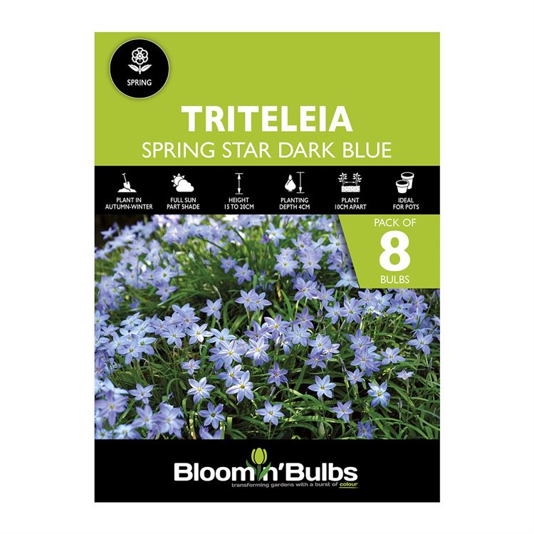 Picture of SPRING STAR DARK BLUE 8pk