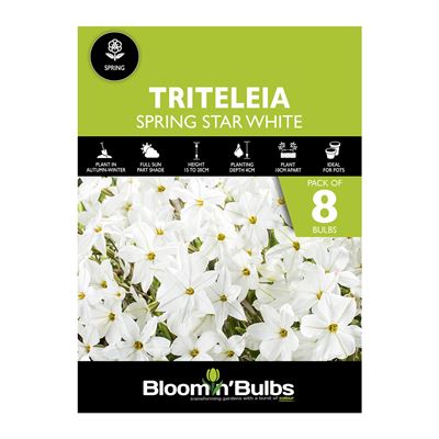 Picture of SPRING STAR WHITE 8pk