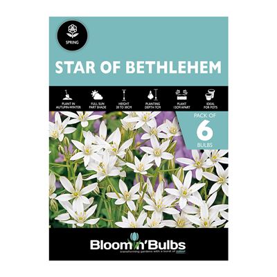 Picture of STAR OF BETHLEHEM 6pk