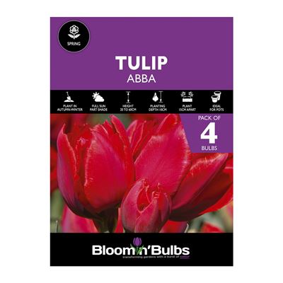 Picture of TULIP ABBA 4pk