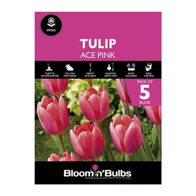 Picture of TULIP ACE PINK 5pk