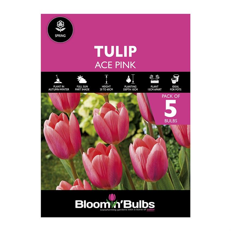 Picture of TULIP ACE PINK 5pk