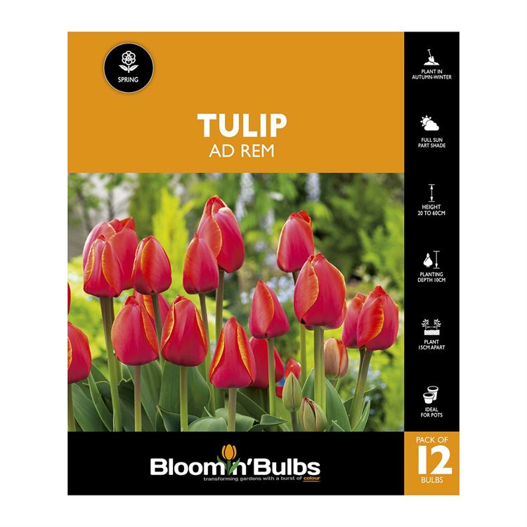 Picture of TULIP AD REM 12PK