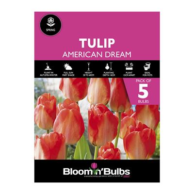 Picture of TULIP AMERICAN DREAM 5pk