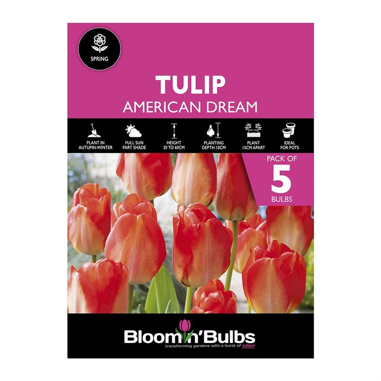 Picture of TULIP AMERICAN DREAM 5pk