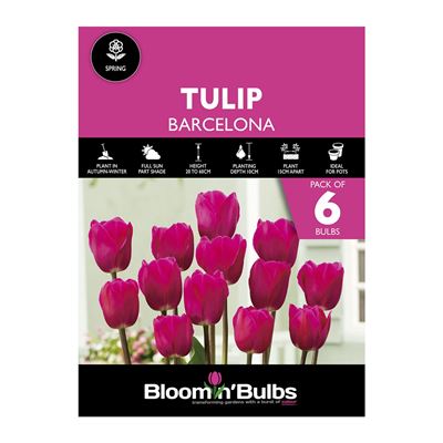 Picture of TULIP BARCELONA 6pk