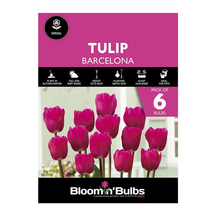 Picture of TULIP BARCELONA 6pk