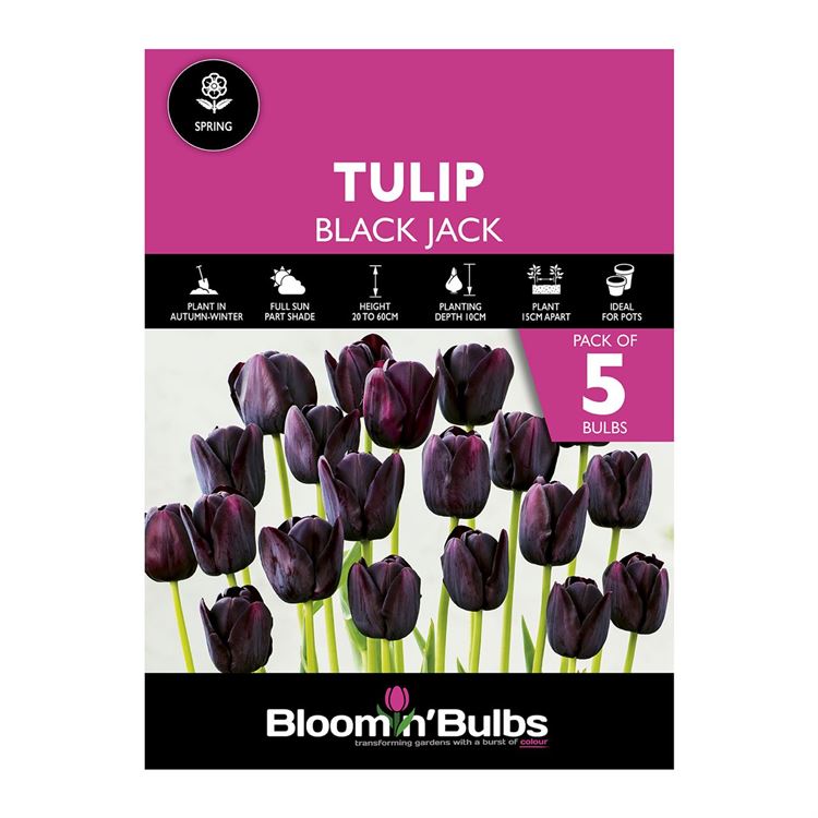 Picture of TULIP BLACK JACK 5pk