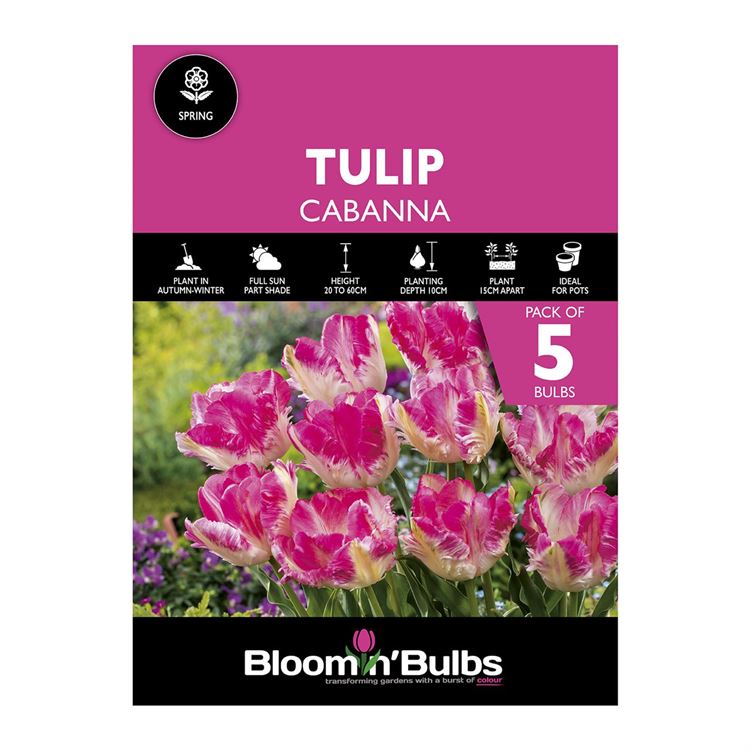 Picture of TULIP CABANNA 5pk