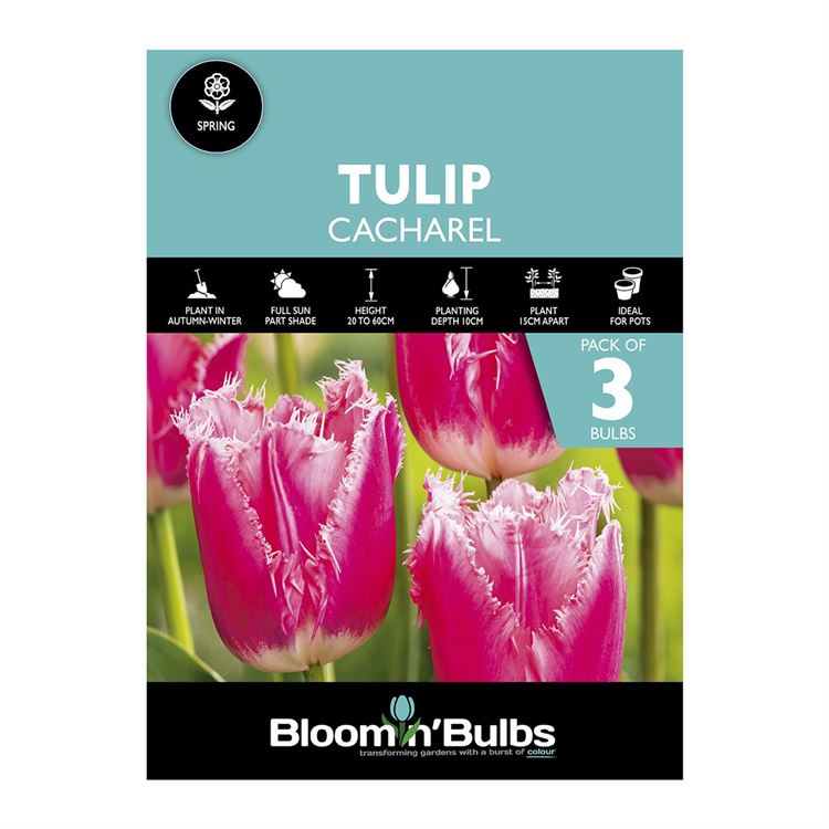 Picture of TULIP CACHAREL 3pk