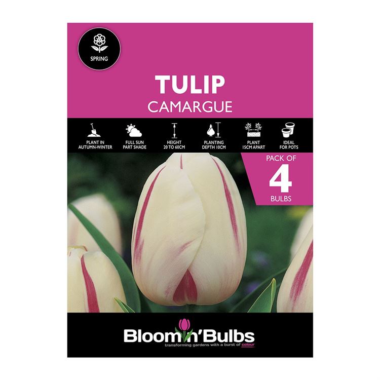 Picture of TULIP CAMARGUE 4pk