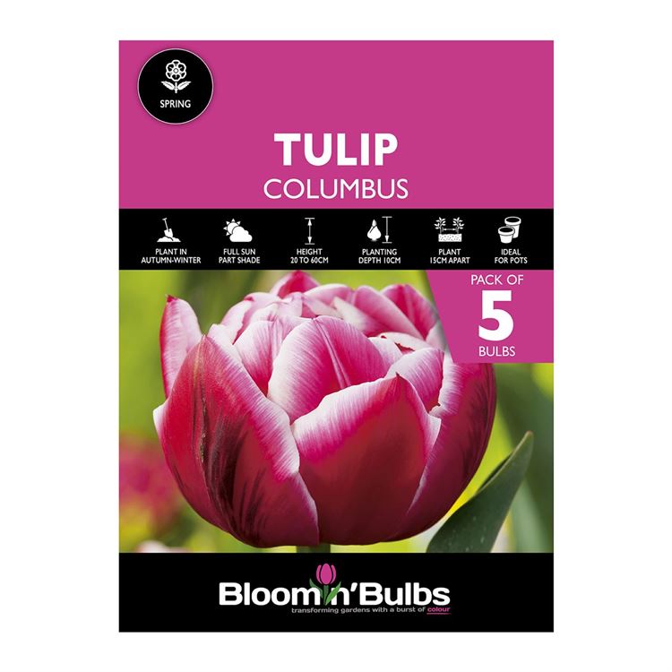 Picture of TULIP COLUMBUS 5pk