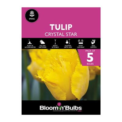 Picture of TULIP CRYSTAL STAR 5pk