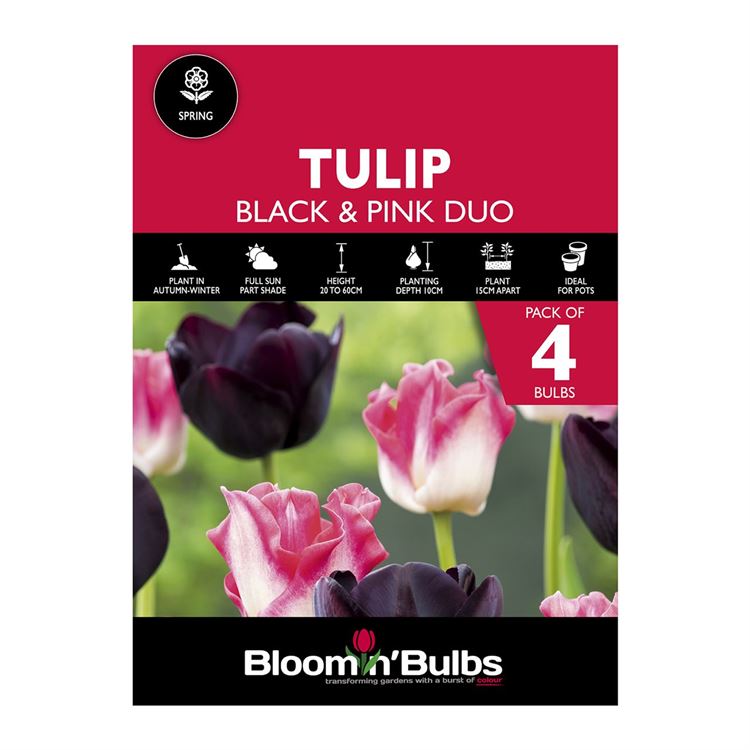 Picture of TULIP DUO - BLACK & PINK 4PK