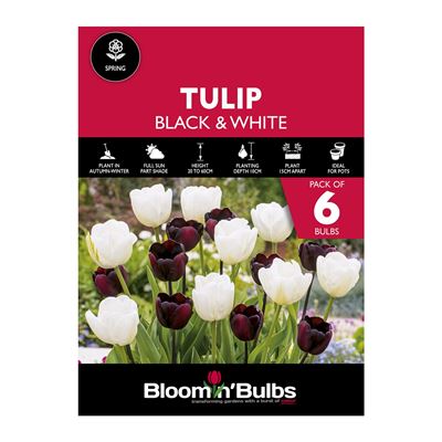 Picture of TULIP DUO - Black & White 6pk