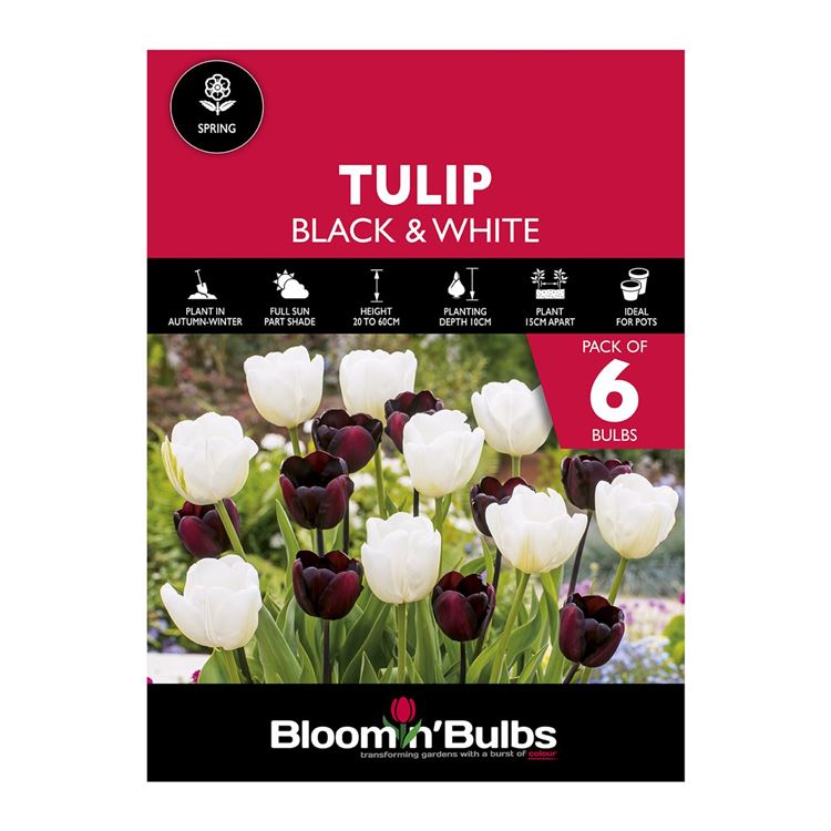 Picture of TULIP DUO - Black & White 6pk