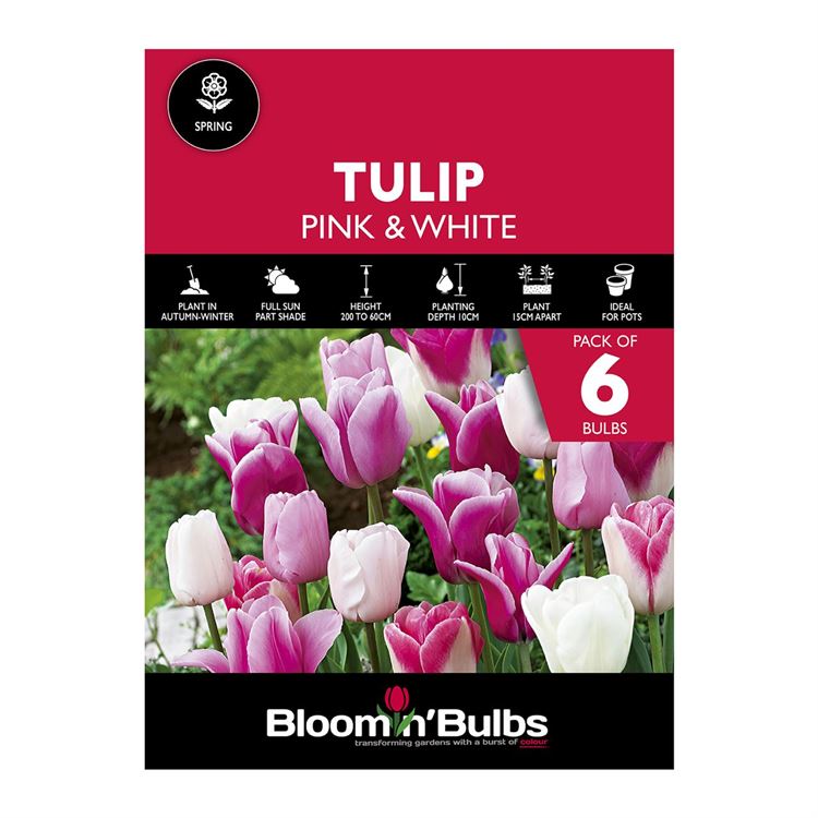 Picture of TULIP DUO - Pink & White 6pk